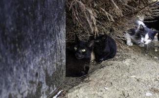 Abandoned cats on the street photo