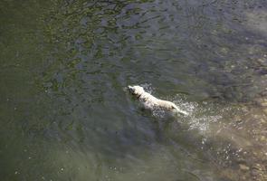 Dogs playing in a river photo