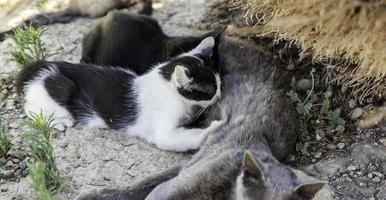 Street abandoned cats photo