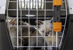Abandoned cats in a cage photo