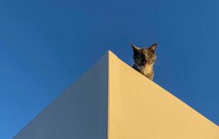 Grey cat on the roof 1 photo