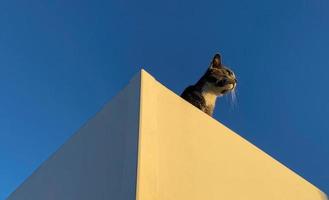 Grey cat on the roof 2 photo