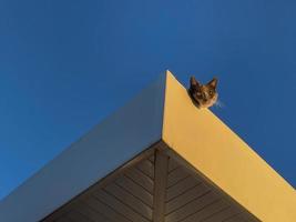 Grey cat on the roof 14 photo