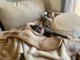 Grey white cat lying on a blanket 7 photo