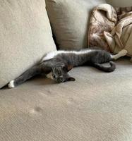 Grey white cat lying on a sofa 1 photo