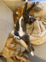 Grey white cat lying on a blanket 1 photo