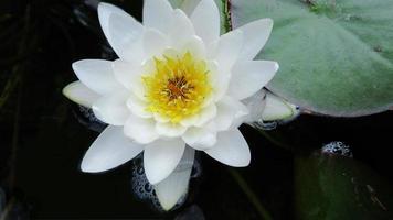 nenúfar blanco, primer plano de la flor foto