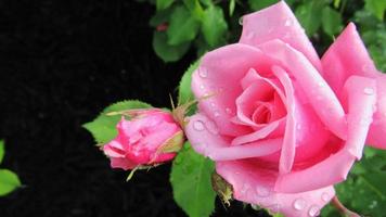 pink rose flower closeup photo