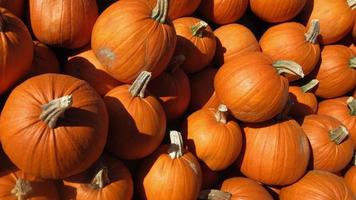 primer plano de calabaza, cosecha de otoño foto