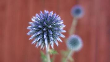 blue ball flower against red wood photo