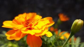 caléndula naranja, primer plano de flor de jardín foto