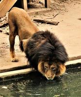 un primer plano de un león africano foto