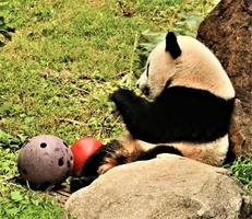 A close up of a Panda photo