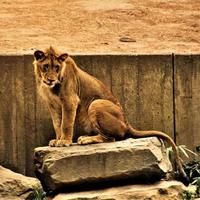 A close up of an African Lion photo