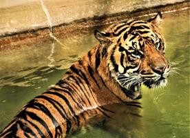 A close up of a Tiger photo