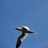 A view of a Gannet at Bempton Cliffs photo