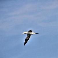A view of a Gannet in flight at Bempton Cliffs photo