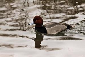 A view of a Canvasback Duck photo