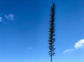 Grass With Cloud Background photo