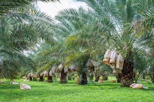 barhi datileras frutas amarillas de palma fénix dactylifera en granja de palmeras datileras orgánicas foto