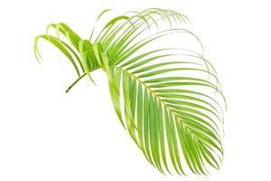 Fresh leaves of palm and water drop tree isolated on white background with clipping path, plam leaf,coconut leaf photo