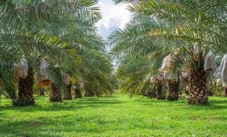 barhi datileras frutas amarillas de palma fénix dactylifera en granja de palmeras datileras orgánicas foto