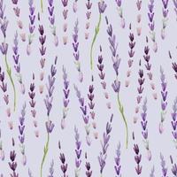 patrón floral transparente con lavanda en estilo boho. vector