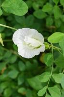 white Clitoria ternatea flower blooming in garden Thai 1 photo