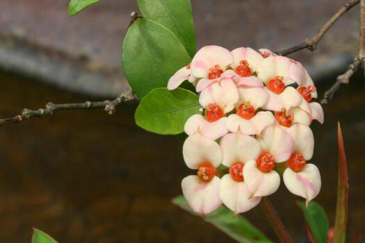 white Euphorbia milii small flower blooming beauty nature in garden Thai photo