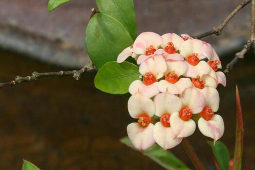 white Euphorbia milii small flower blooming beauty nature in garden Thai photo