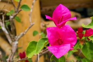 Bougainvillea pink blooming brigh beauty nature in garden photo