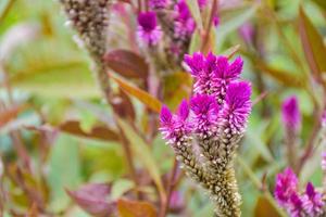 A beautiful purple cockscomb flower field in a Thai garden photo