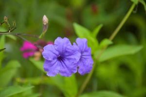 las flores moradas están floreciendo en el jardín tailandés. foto