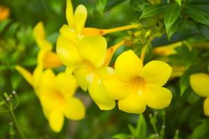 Allamanda cathartica, beautiful blooming yellow flowers in the garden photo