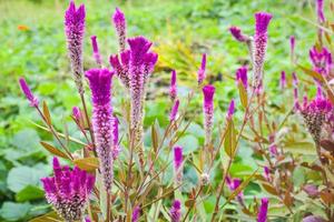 A beautiful purple cockscomb flower field in a Thai garden photo