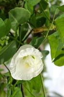 white Clitoria ternatea flower blooming in garden Thai 1 photo