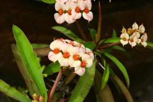 Euphorbia milii blanca pequeña flor floreciente belleza naturaleza en el jardín tailandés foto