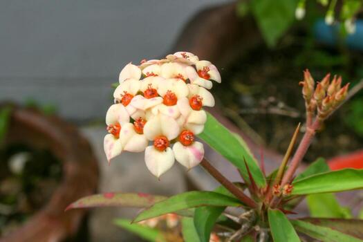 white Euphorbia milii small flower blooming beauty nature in garden Thai photo