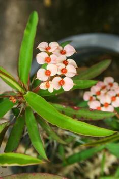 white Euphorbia milii small flower blooming beauty nature in garden Thai photo