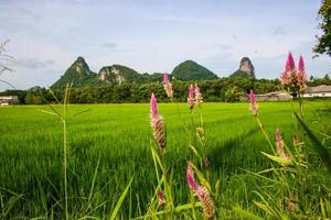 naturaleza de belleza de montaña alta en phaatthalung sur de tailandia foto