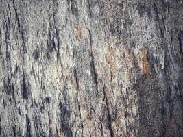 Bark texture pattern.Bark pattern is seamless texture from tree. photo