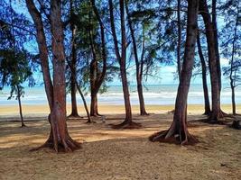 Pine forest beside white sand beach by the sea. photo