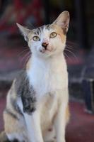 Cute Asian cat expression while in the yard. photo