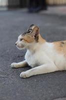 Cute Asian cat expression while in the yard. photo