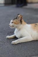 linda expresión de gato asiático mientras está en el patio. foto