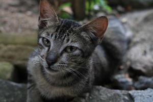 linda expresión de gato asiático mientras está en el patio. foto