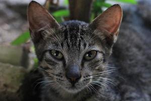 Cute Asian cat expression while in the yard. photo