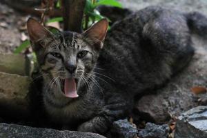 linda expresión de gato asiático mientras está en el patio. foto