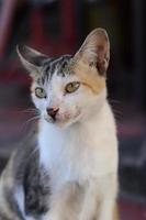 Cute Asian cat expression while in the yard. photo