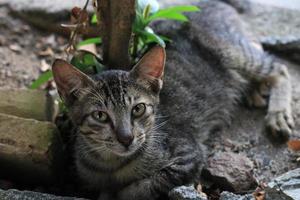 Cute Asian cat expression while in the yard. photo